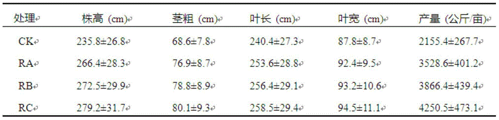 Cultivation method of preventing banana continuous cropping obstacle in banana-rice-pineapple crop rotation