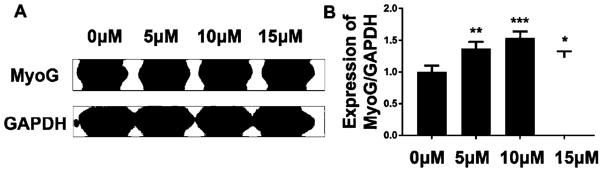 Differentiation promoting reagent YYQ1 capable of obviously promoting differentiation of mouse C2C12 myoblasts through external addition