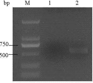 Anti-humanized multidrug resistant protein Fab antibody and preparation method thereof