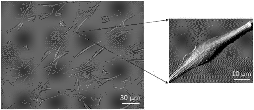 Method for obtaining action mechanism of nanometer probe and single cell