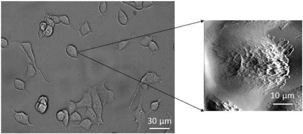 Method for obtaining action mechanism of nanometer probe and single cell