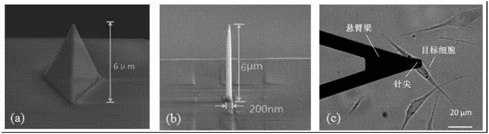 Method for obtaining action mechanism of nanometer probe and single cell