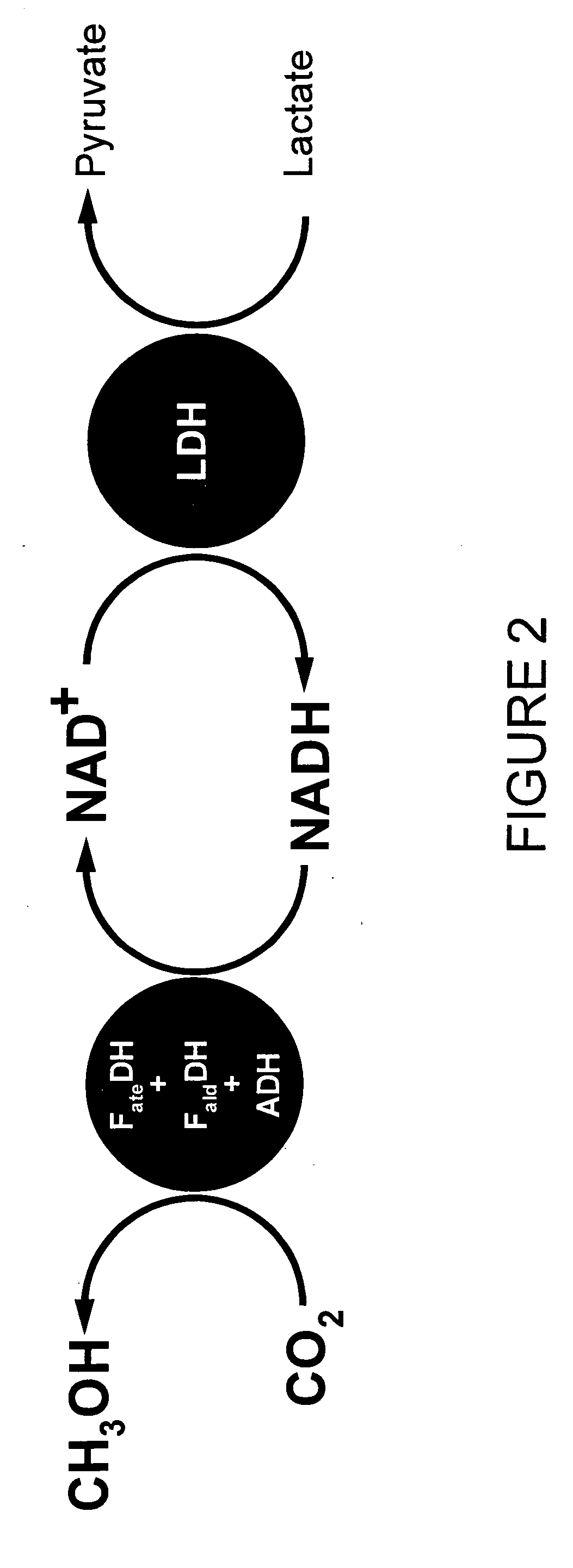 Conversion of carbon dioxide to methanol in silica sol-gel matrix