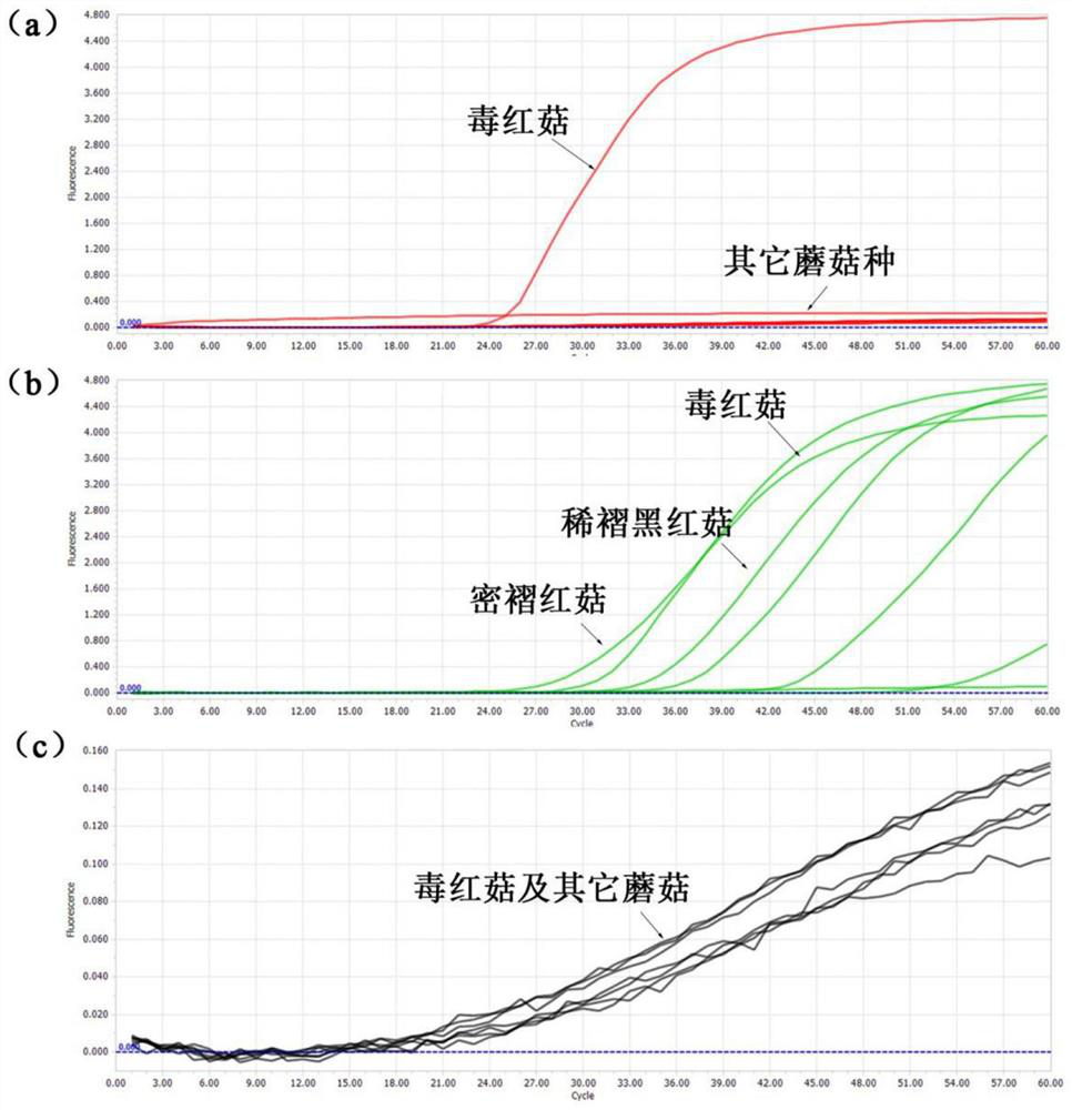 LAMP (loop-mediated isothermal amplification) primer group, kit and detection method for rapidly identifying russula vinosa