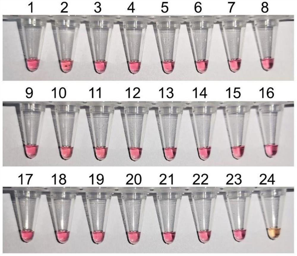 LAMP (loop-mediated isothermal amplification) primer group, kit and detection method for rapidly identifying russula vinosa