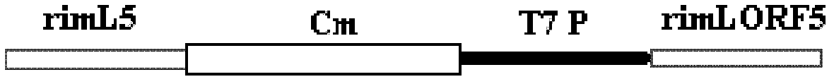 Recombinant bacteria expressed by escherichia coli genome N-acetylase by control of heterogenous promoter, and use thereof