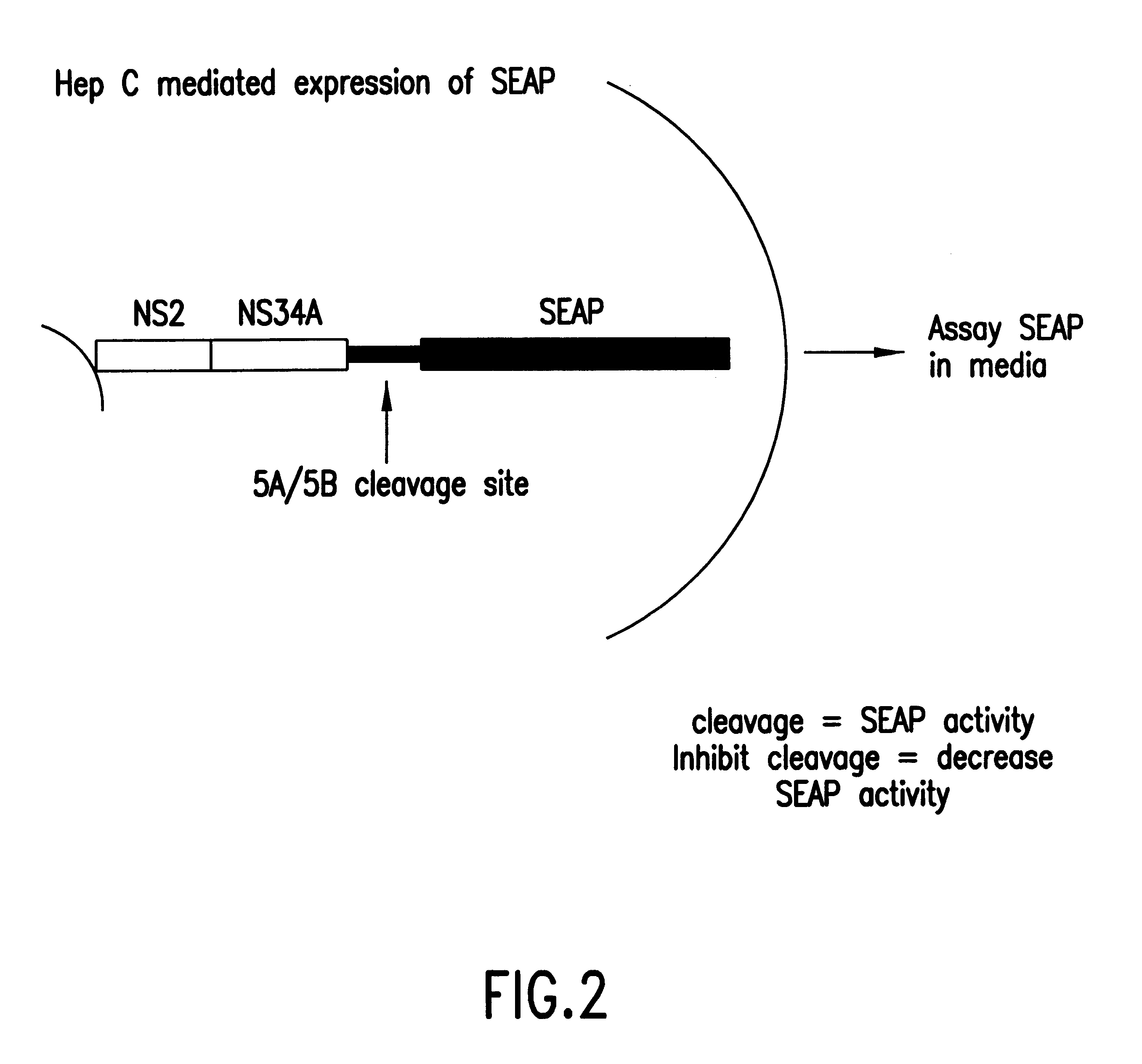 Reporter gene system for use in cell-based assessment of inhibitors of the Hepatitis C virus protease