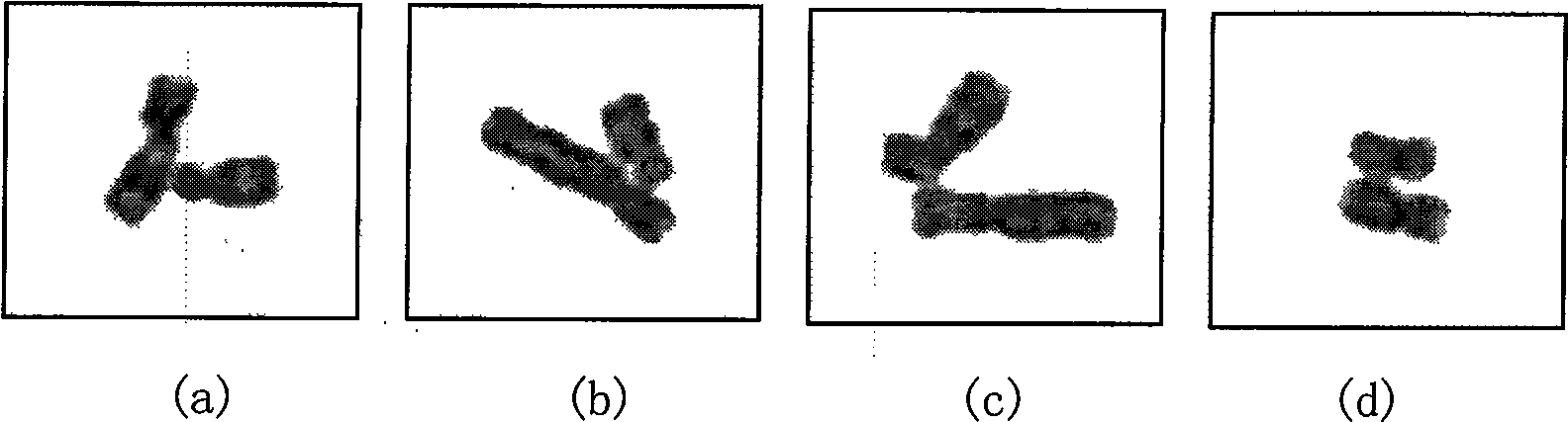 Grey scale characteristic graph-based automatic separation method for conglutinated chromosomes