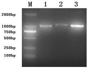 CDNA of Freesia refracta Klatt flavanonol-4-reductase genes