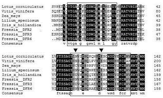 CDNA of Freesia refracta Klatt flavanonol-4-reductase genes