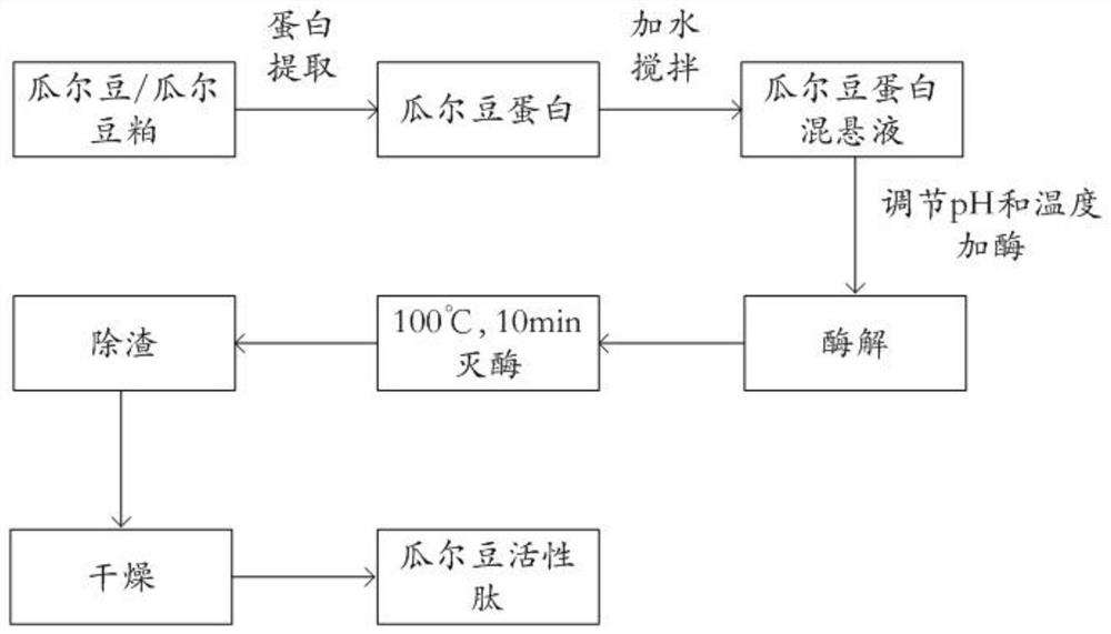 A kind of guar bean active peptide and preparation method thereof