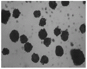 Piperacillin sodium tazobactam sodium preparation for injection and preparation method thereof