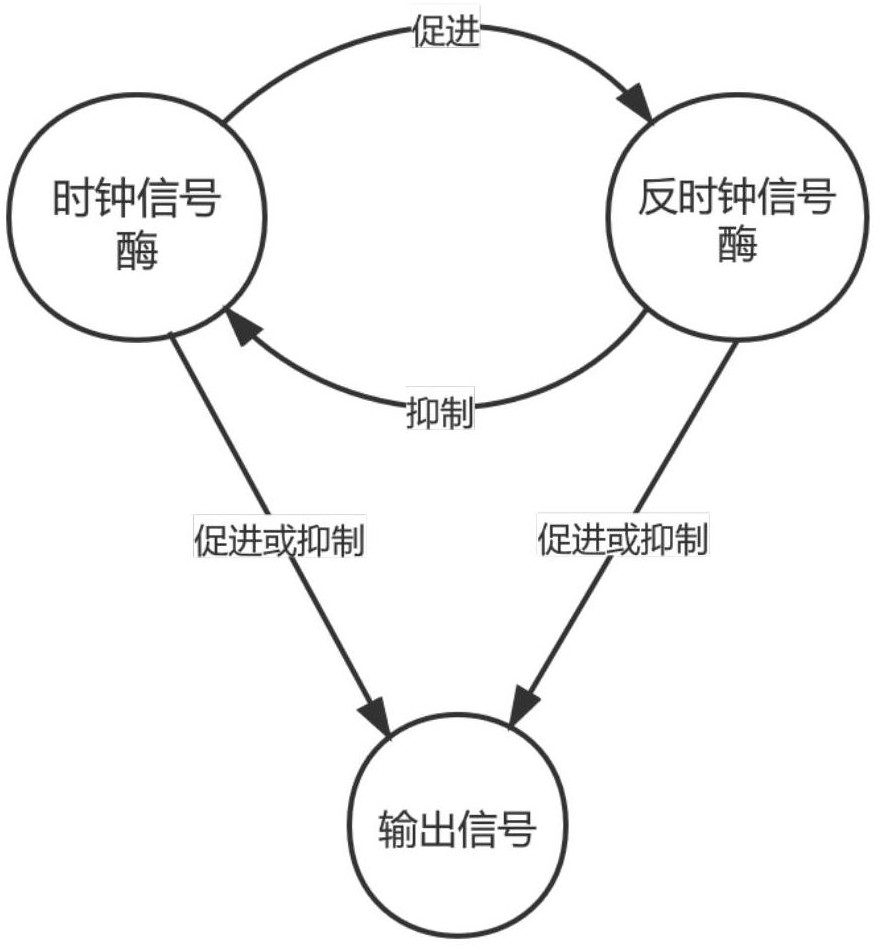 Clock oscillator of biochemical reaction computer