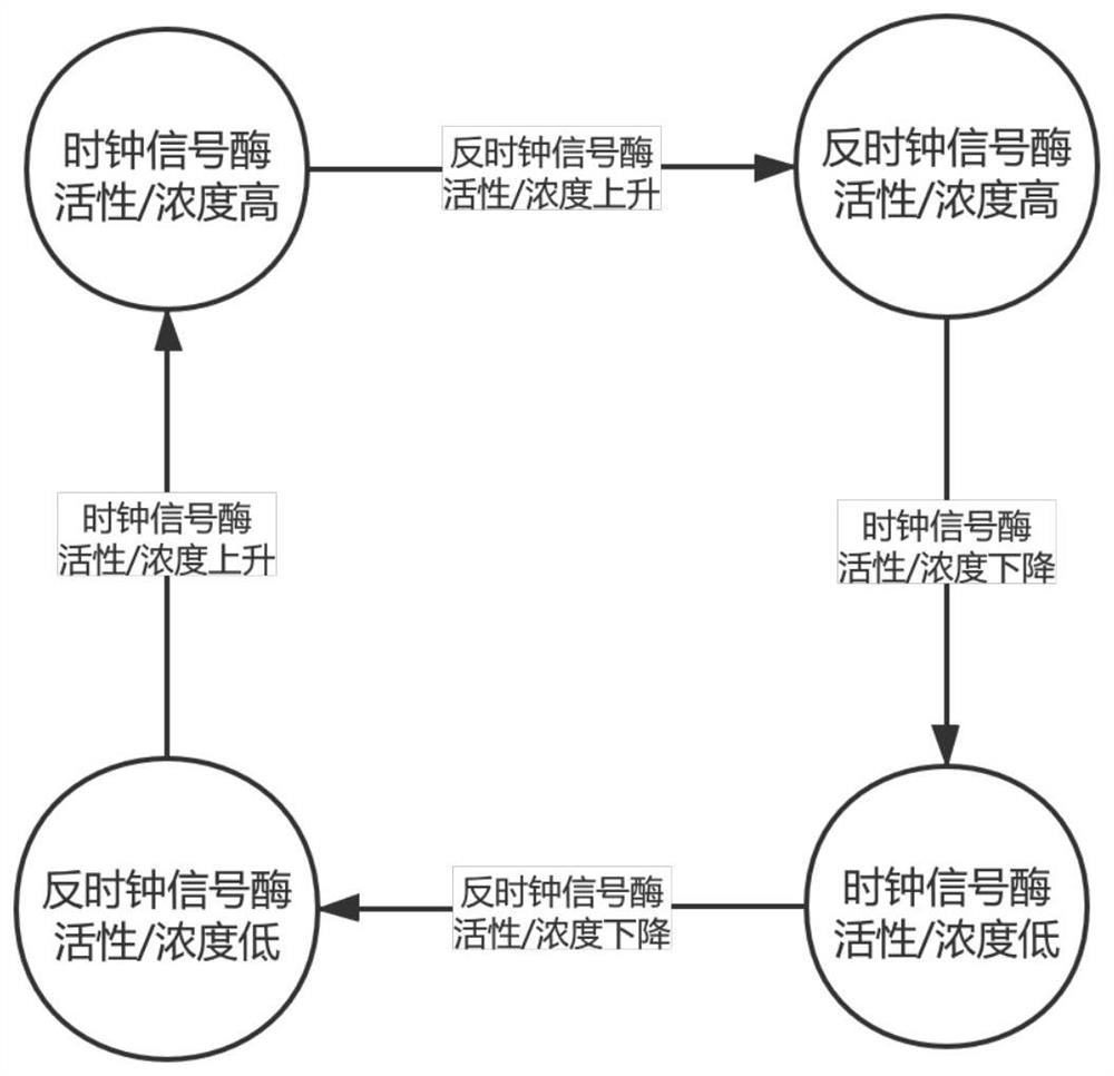 Clock oscillator of biochemical reaction computer