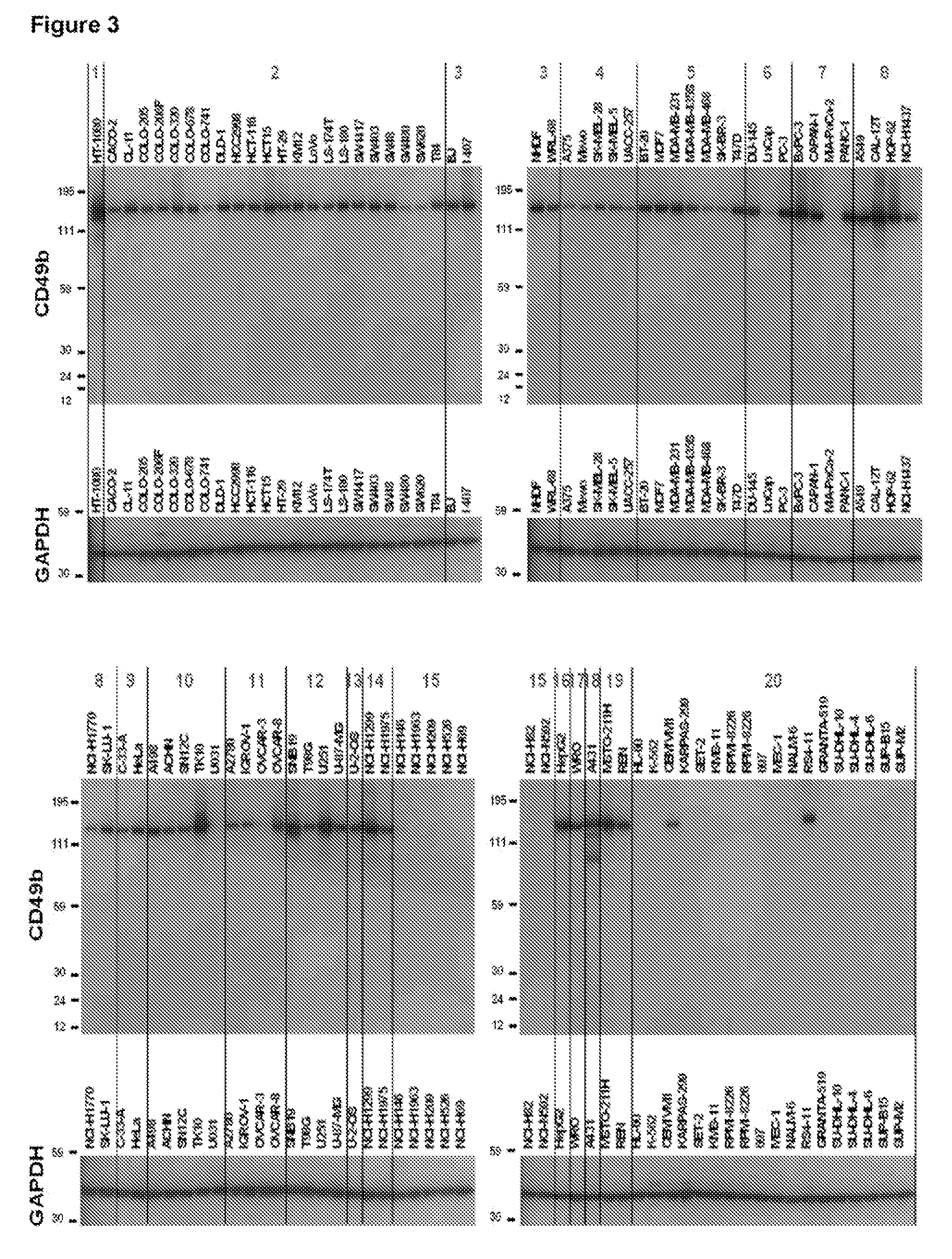 Treatment with Anti-alpha2 integrin antibodies