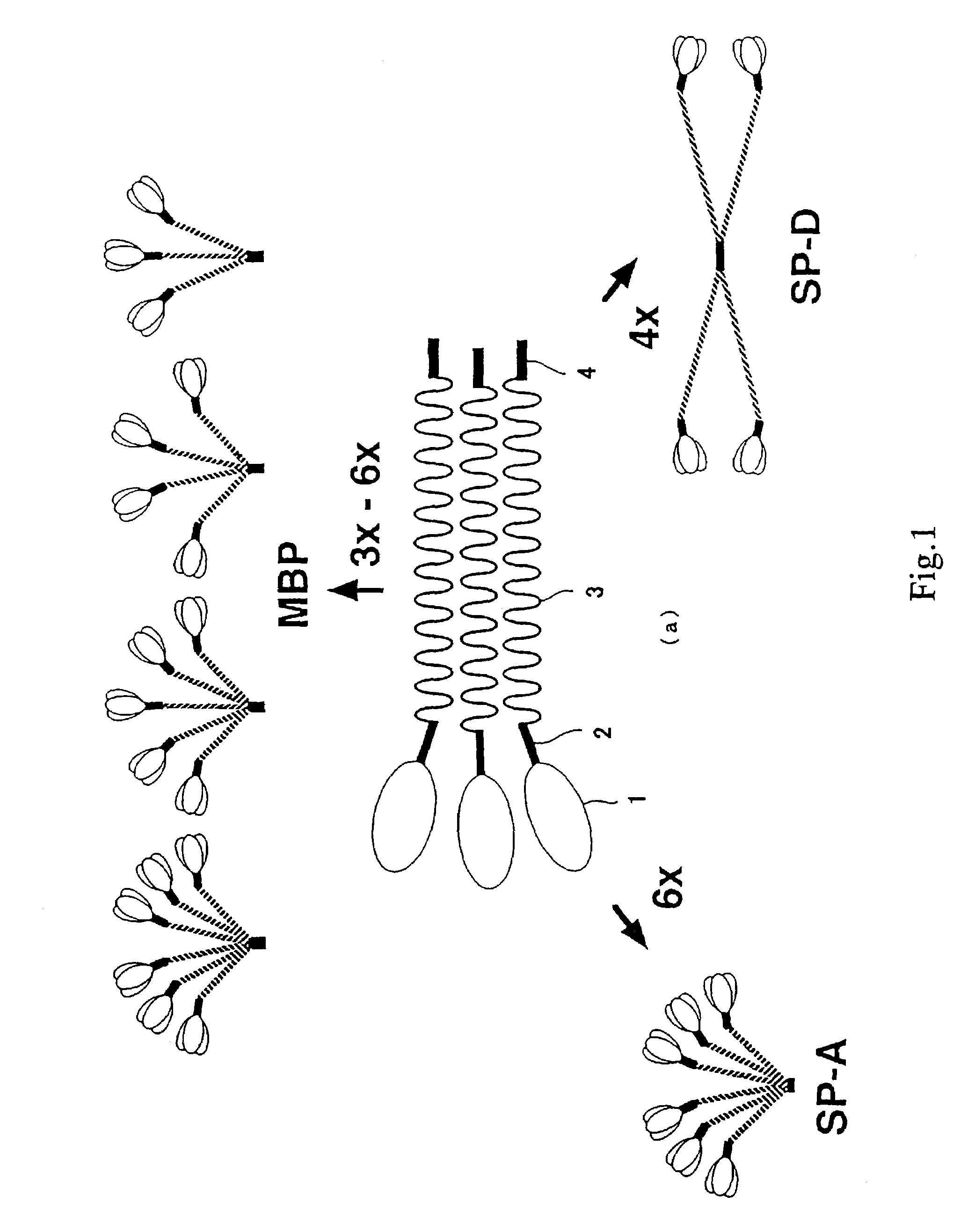 Scavenger receptors