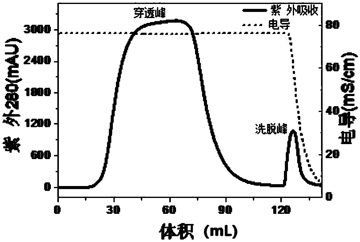 Purification method of HBcAg (hepatitis B virus core antigen)-VLP or HBcAg-VLP derivative