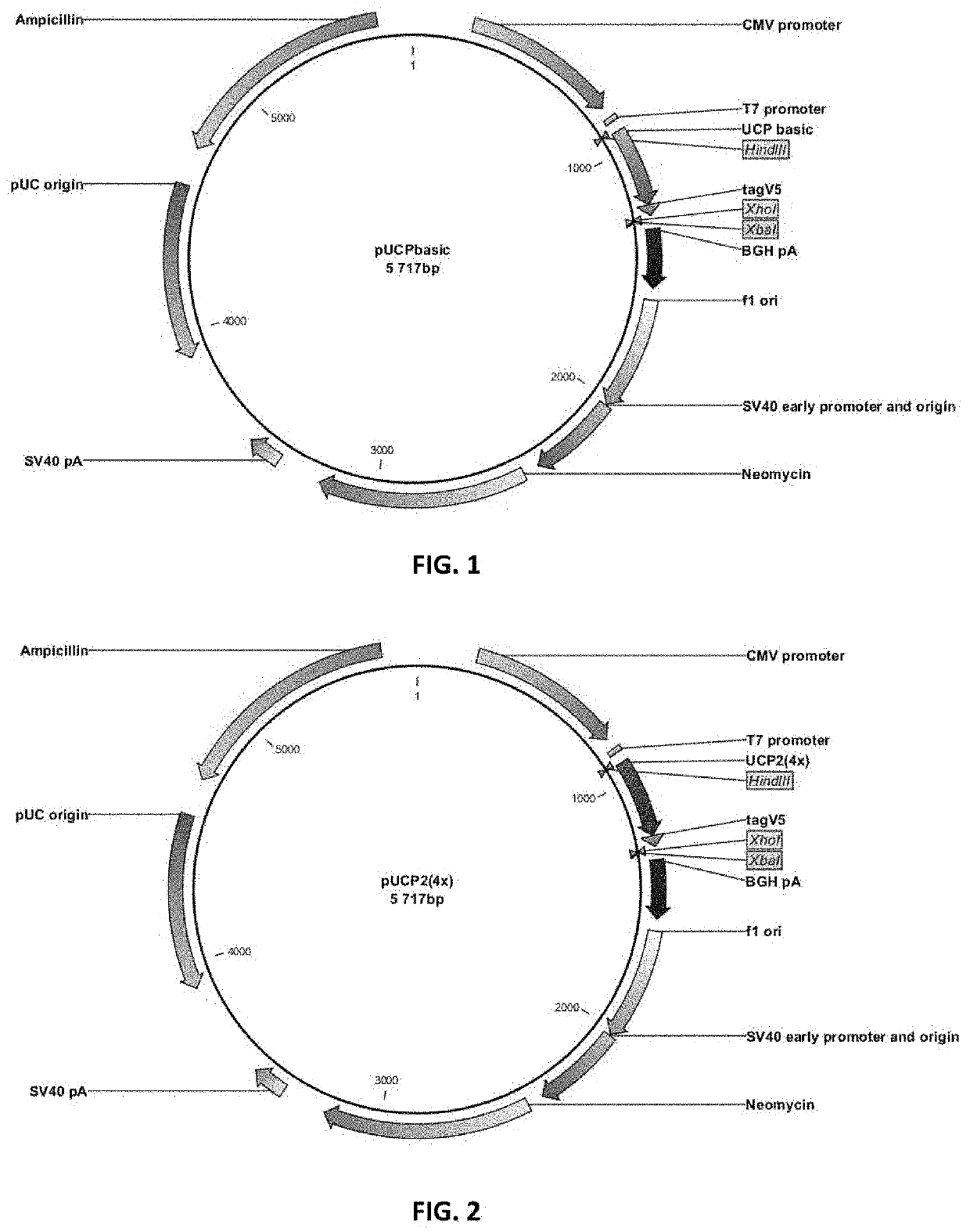 Polyepitope constructs for use in immunotherapy