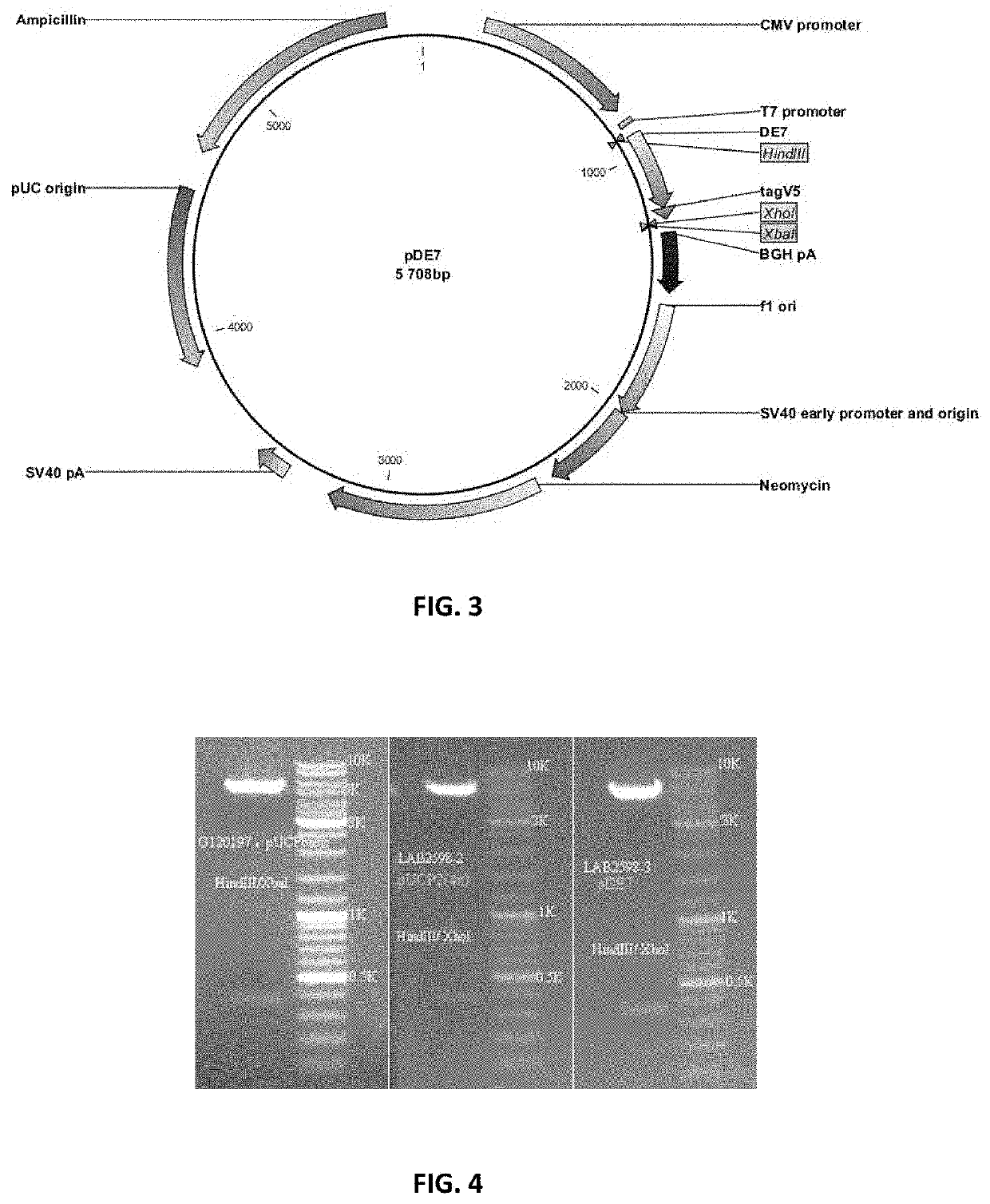 Polyepitope constructs for use in immunotherapy