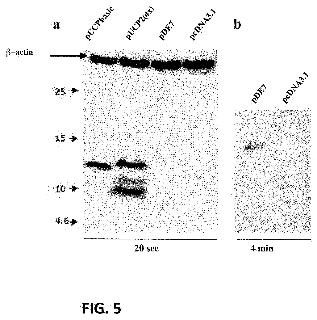 Polyepitope constructs for use in immunotherapy