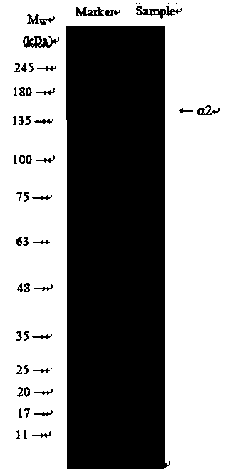 Preparation method of industrialized non-denaturing collagen II