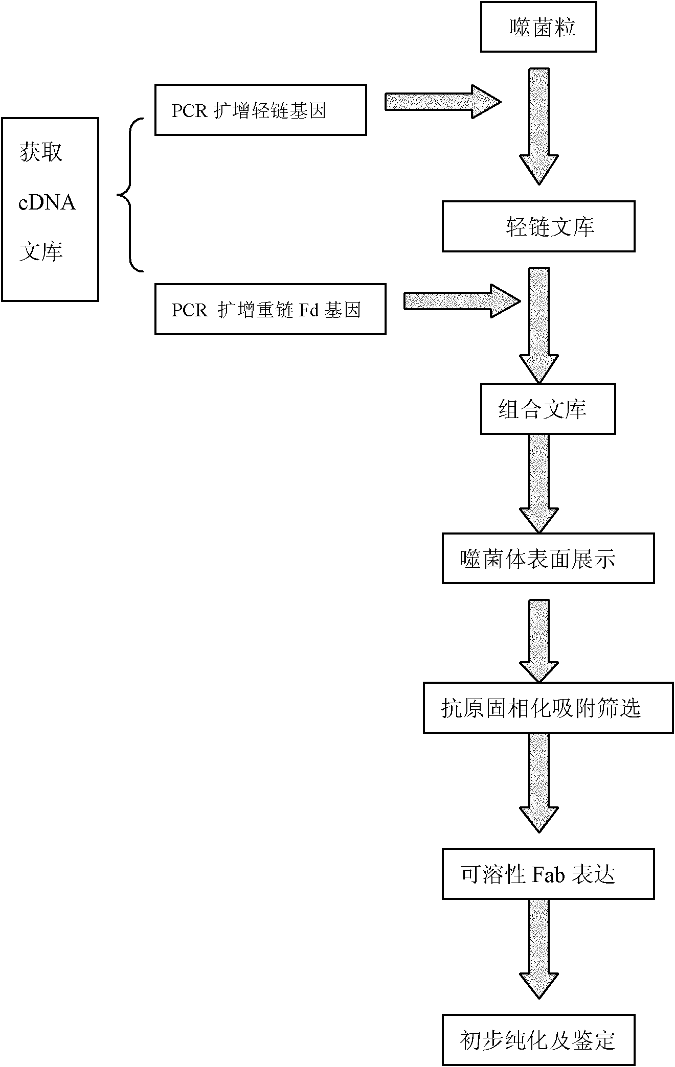 Preparation method of human antinuclear antibody