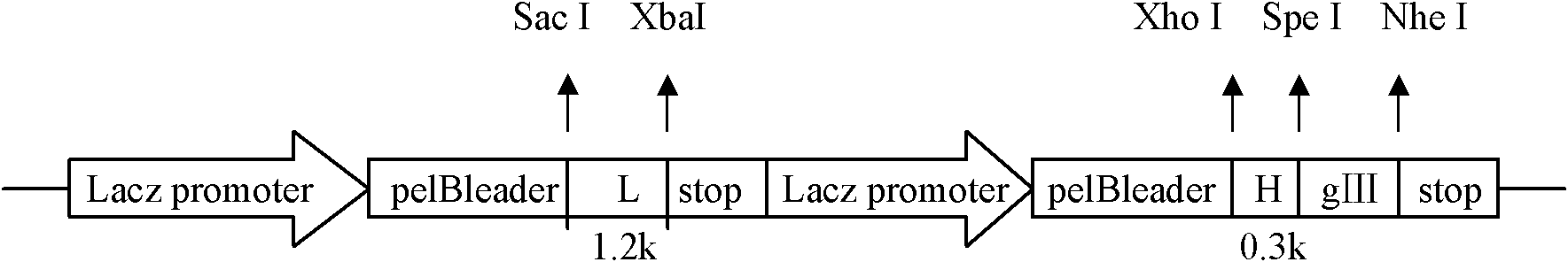 Preparation method of human antinuclear antibody