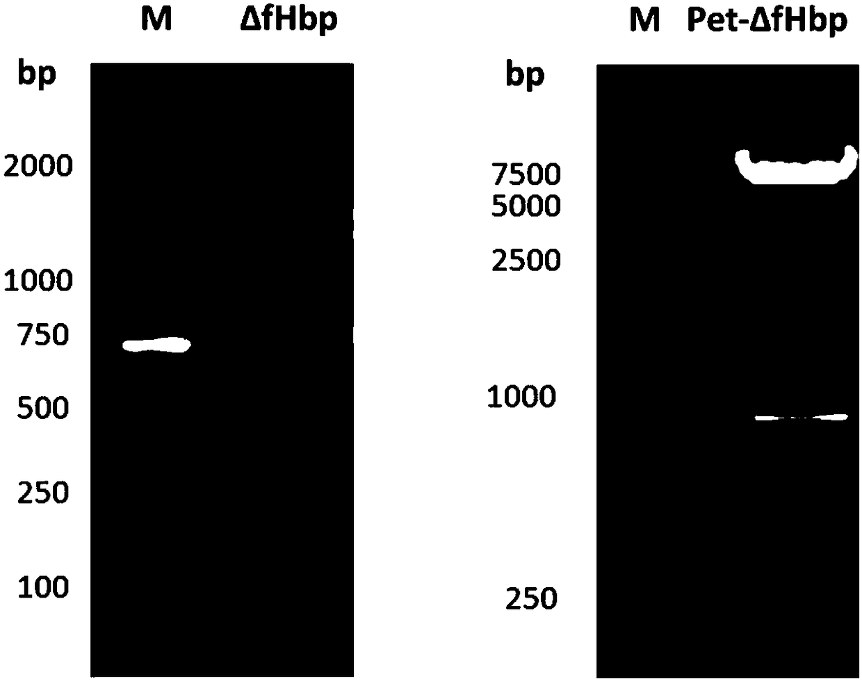 Anti-Hib-RSV-meningococcus combination vaccine