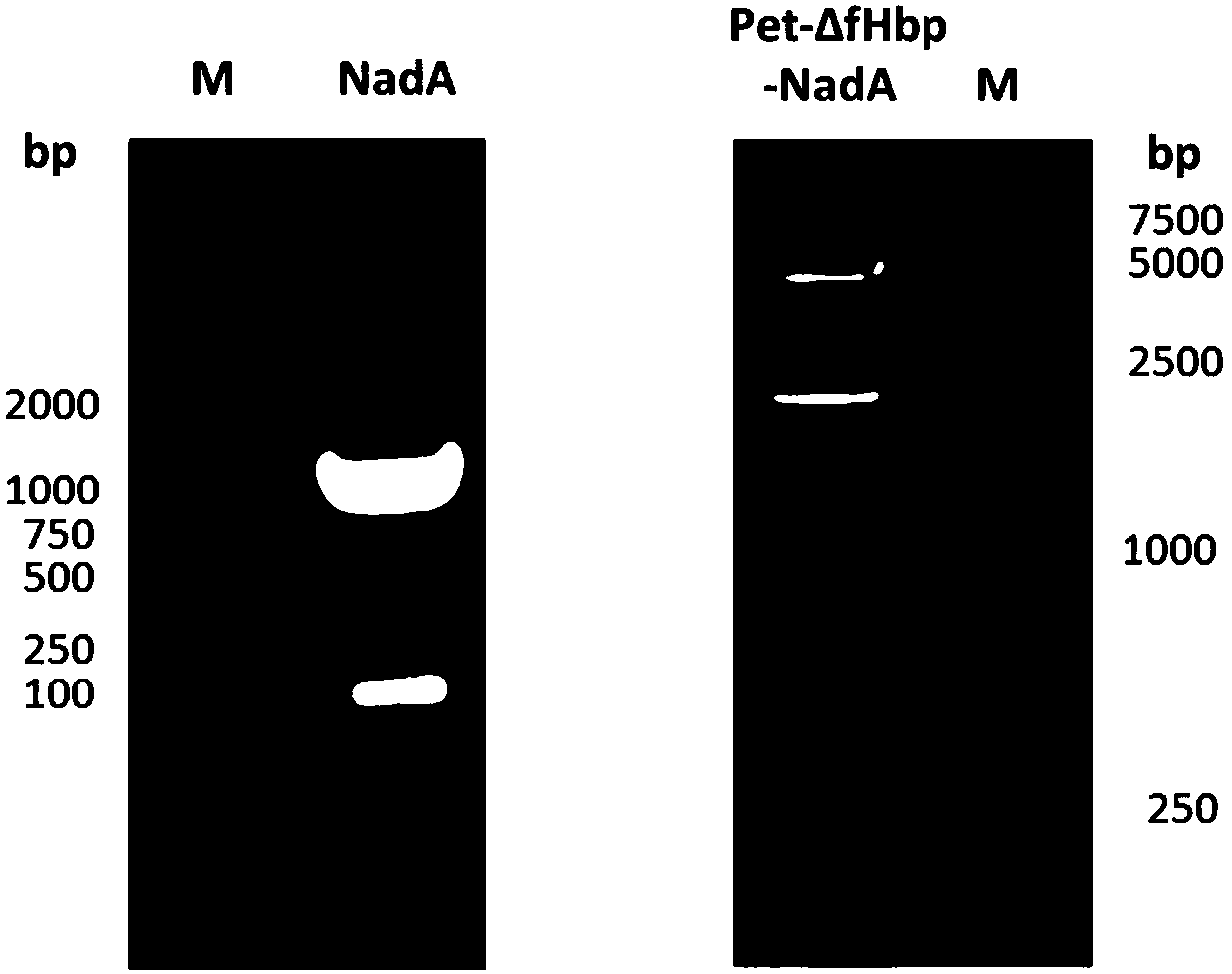 Anti-Hib-RSV-meningococcus combination vaccine