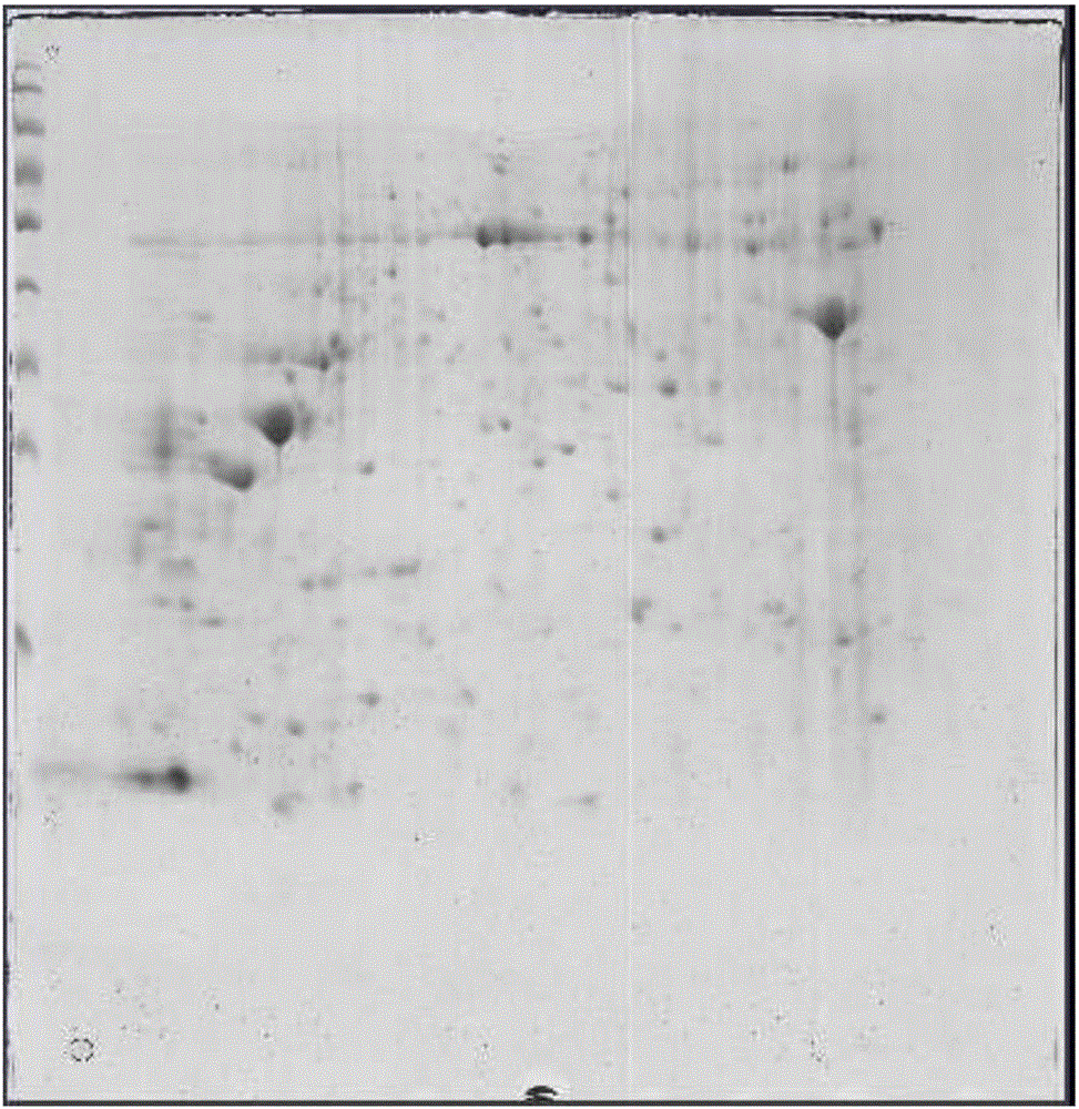 Method for Obtaining Differential Protein Map of Capsicum Anthers by Two-dimensional Electrophoresis