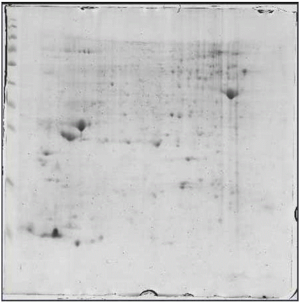 Method for Obtaining Differential Protein Map of Capsicum Anthers by Two-dimensional Electrophoresis