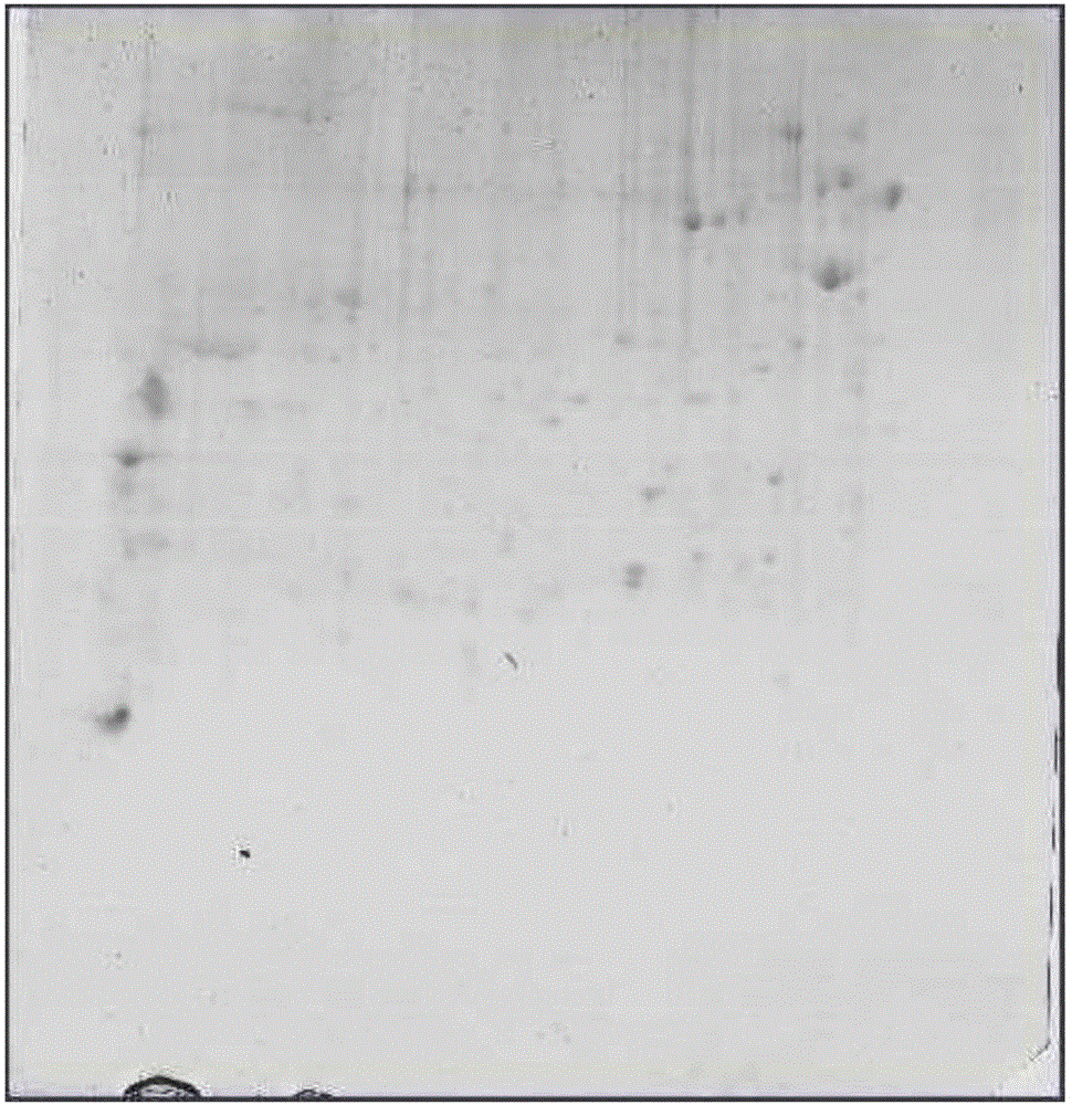 Method for Obtaining Differential Protein Map of Capsicum Anthers by Two-dimensional Electrophoresis