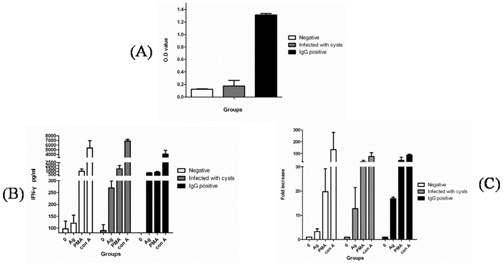 Toxoplasma gondii detection kit