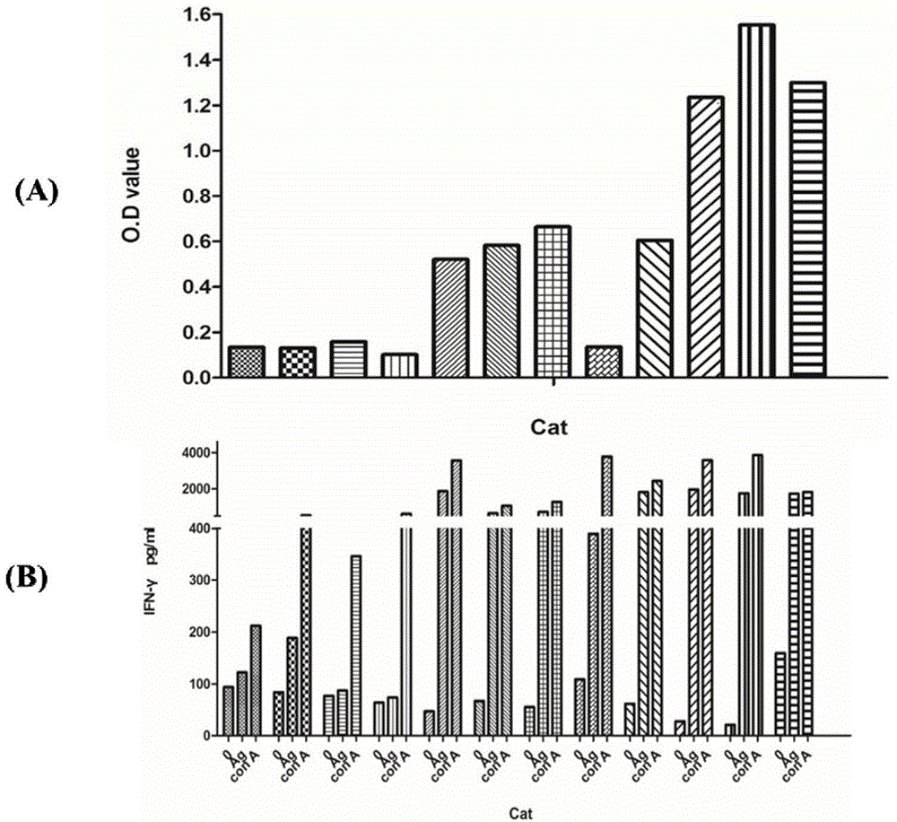 Toxoplasma gondii detection kit