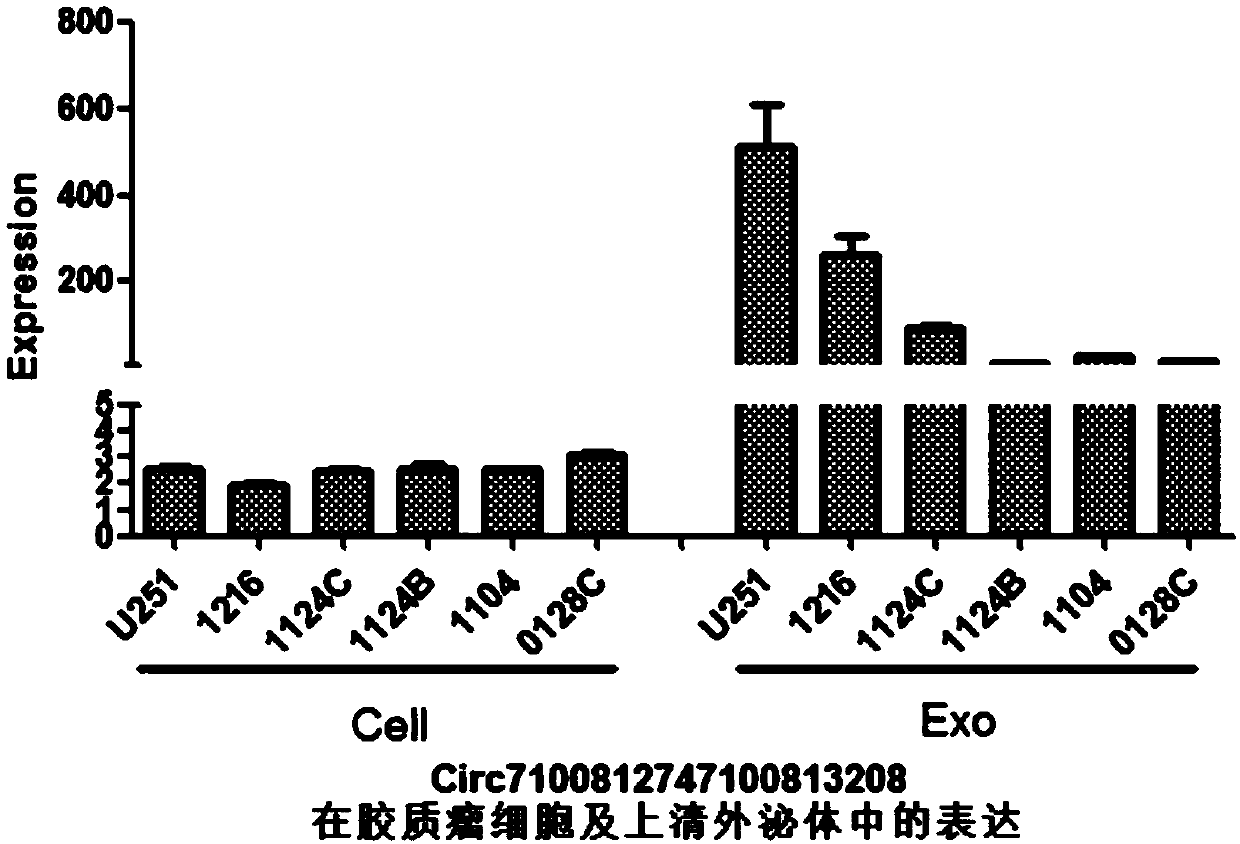 Glioma diagnostic marker circ7:100812747|100813208 and application