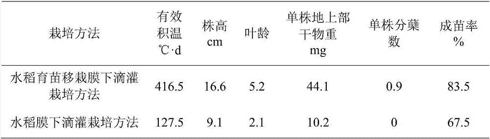 Seedling-transplanting under-mulch drip irrigation cultivation method for paddy rice