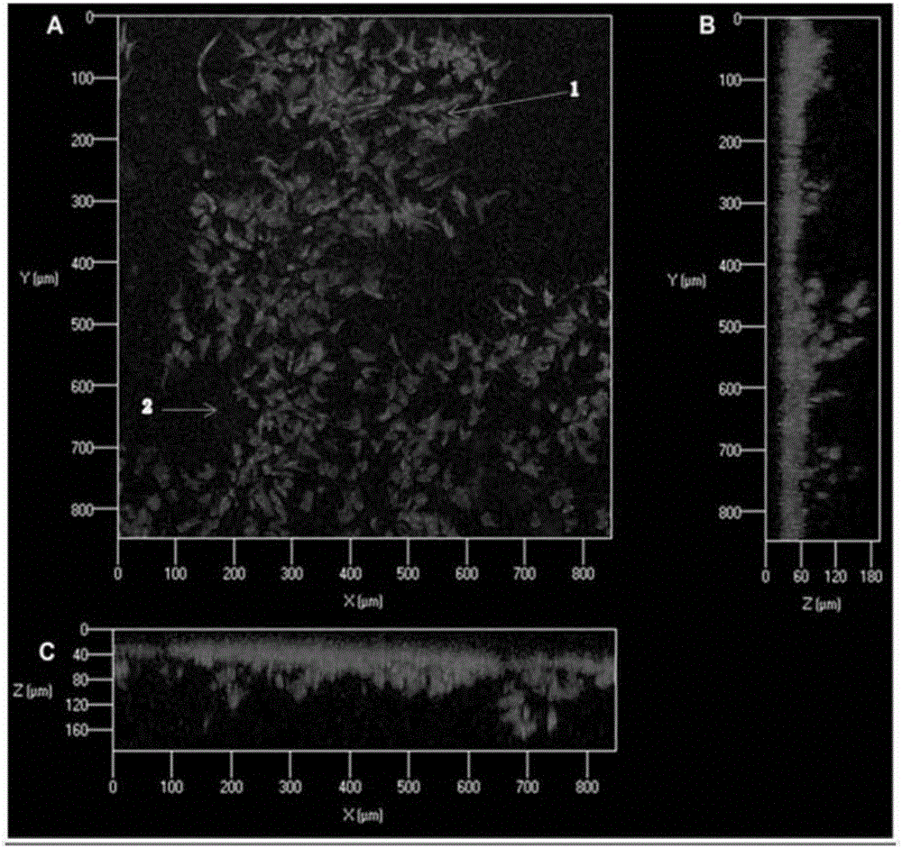 Polypeptide hydrogel, a preparing method thereof and applications of the polypeptide hydrogel