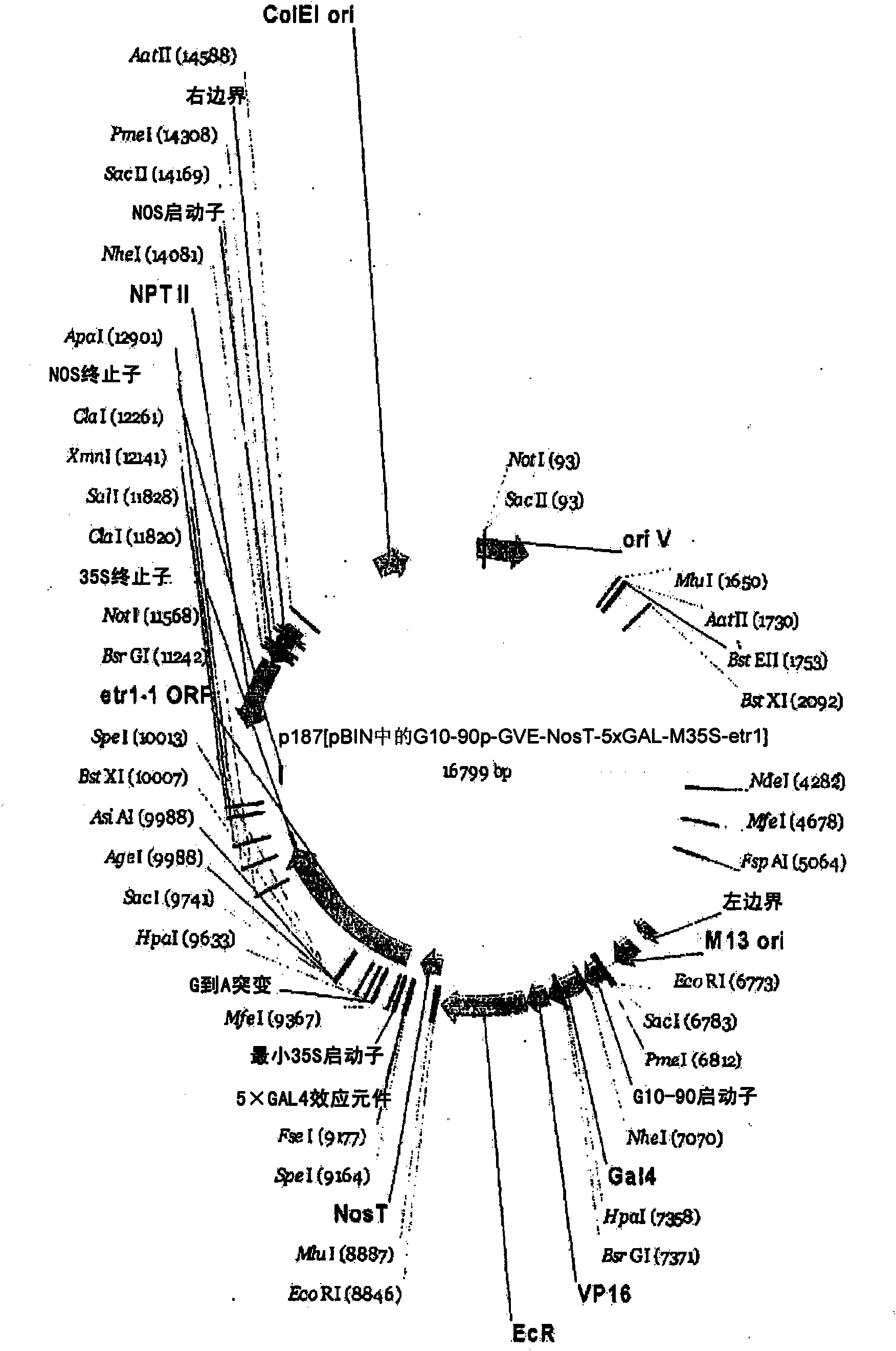 Compositions and methods for the modification of physiological responses in plants