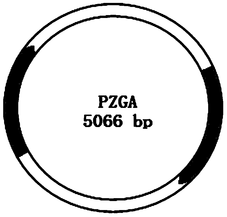 Bleomycin resistance reporter gene mutant, and preparation method and application thereof