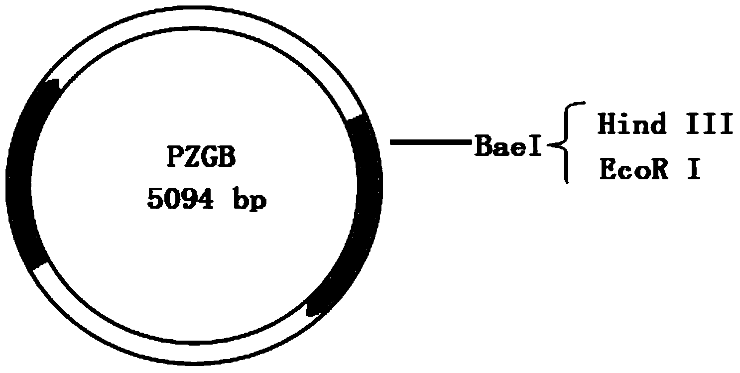 Bleomycin resistance reporter gene mutant, and preparation method and application thereof