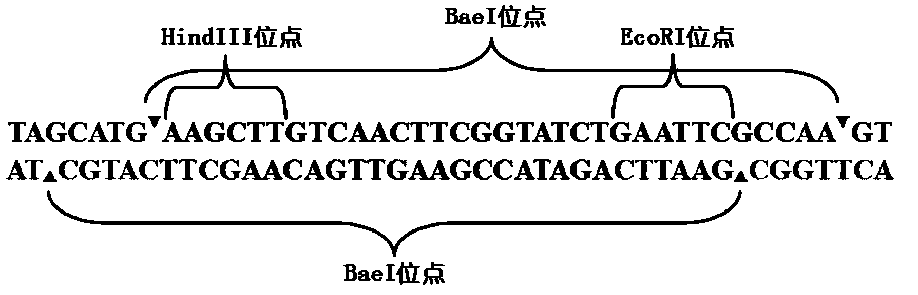 Bleomycin resistance reporter gene mutant, and preparation method and application thereof