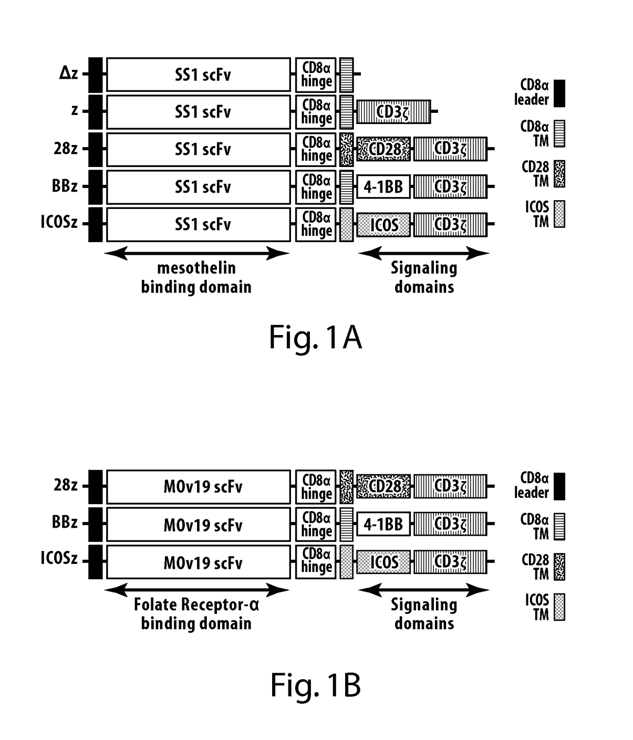 Subset-optimized chimeric antigen receptor-containing t-cells