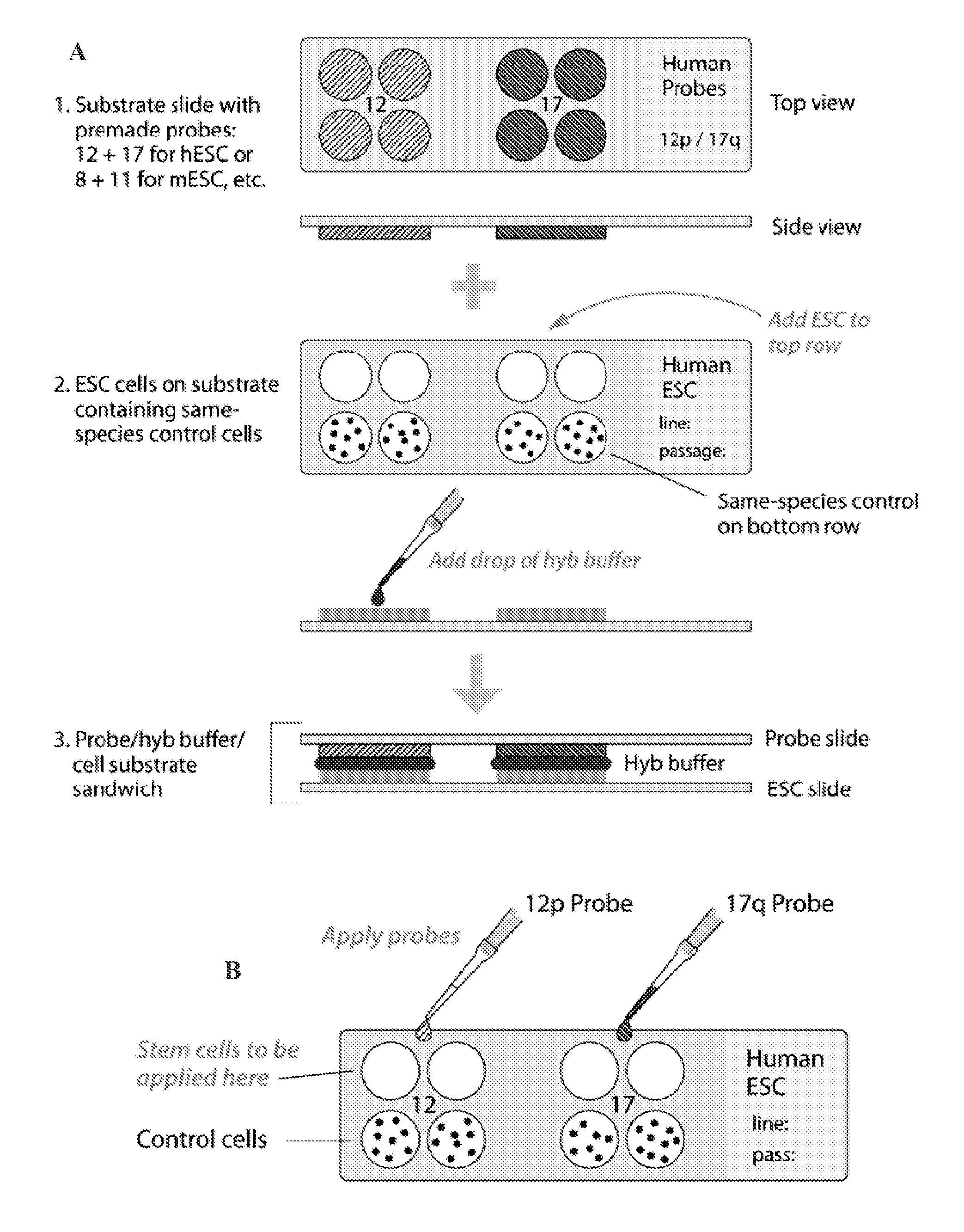 Methods and assays for screening stem cells