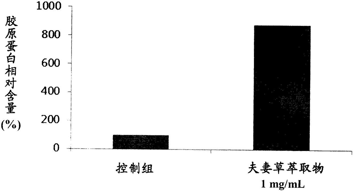 Use of mimosa pudica extracts for manufacture of composition for inhibiting mmp2 gene expression and collagen degradation