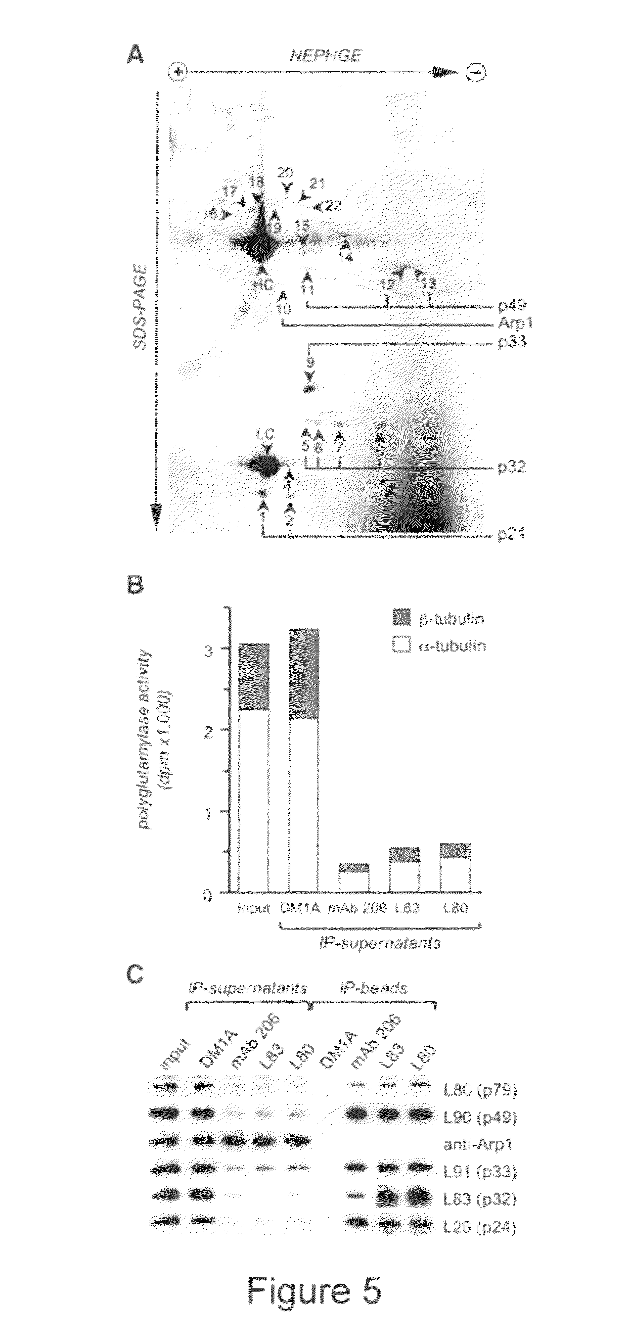 Biological system and assay for identifying modulators of tubulin ligases