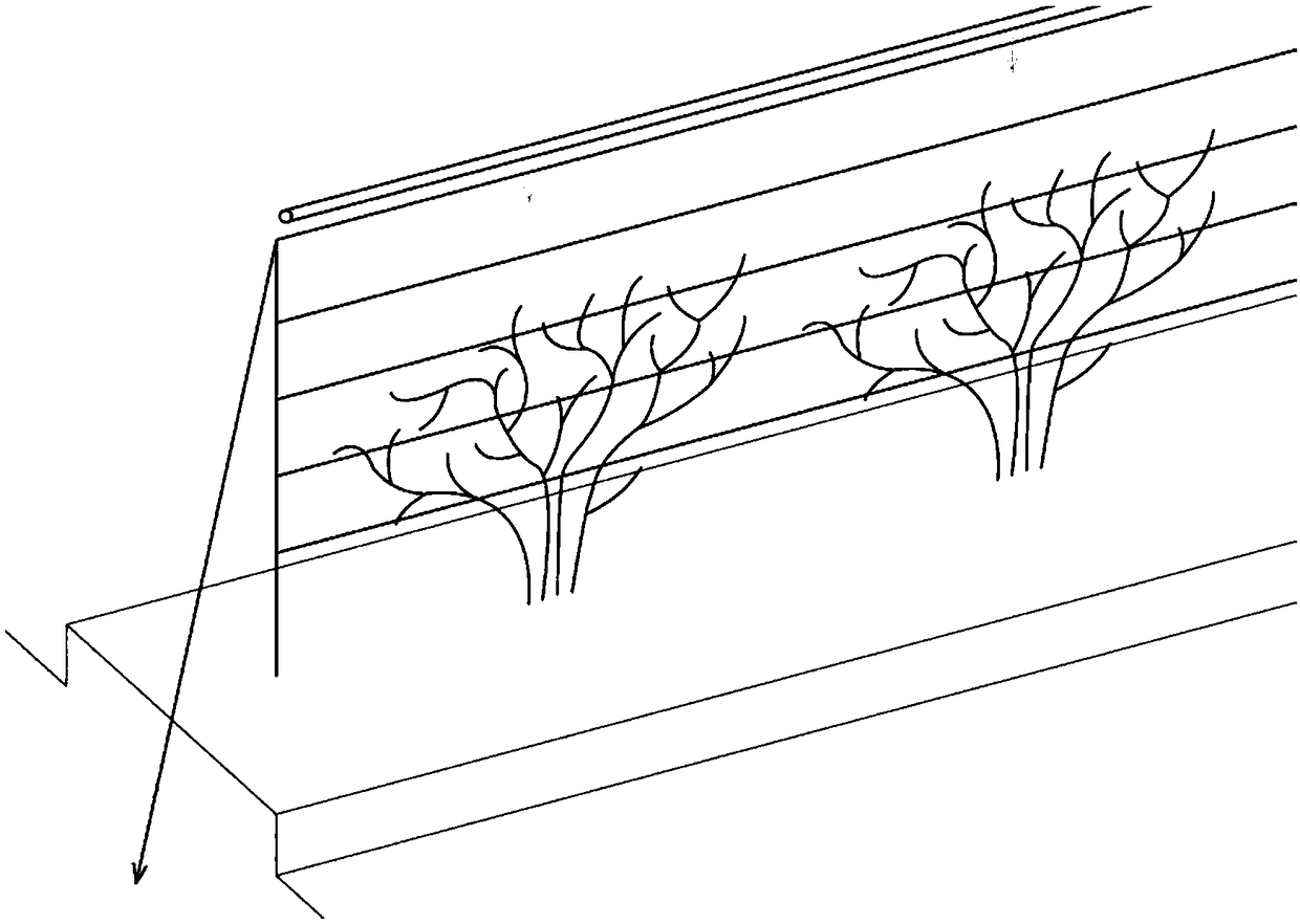 Seedling raising and cultivation method for radix campanumoeae