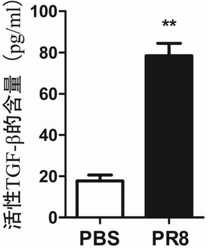 Product for inhibiting and/or preventing influenza virus secondary bacterial infection