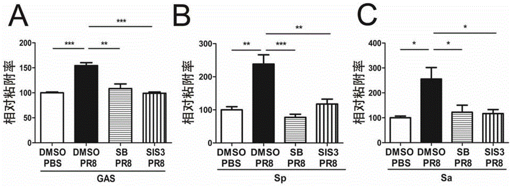 Product for inhibiting and/or preventing influenza virus secondary bacterial infection