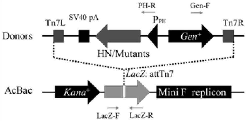 Recombinant baculovirus for expressing heat-resistant HN protein of Newcastle disease virus as well as preparation method and application of recombinant baculovirus