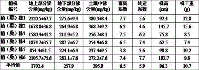 Method for removing antimony pollution by using plant miscanthus sinensis anderss